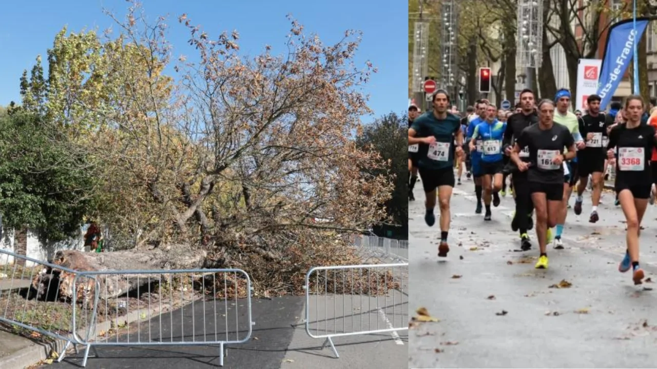 Marathon de Lille 2026 : un arbre tombe sur le parcours et blesse trois coureurs